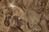 Polished Fossil Stromatolite (Chlorellopsis?) Slab - Wyoming #357259-1